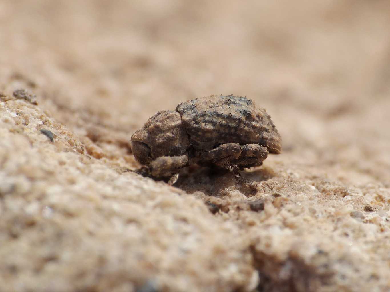 Curculionidae Cryptorhynchinae - S. Severa (RM)